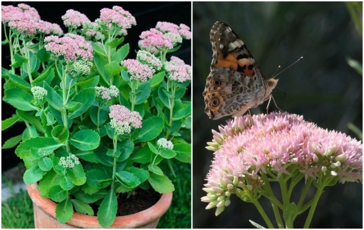 Förförare - insektsvänliga perenner för solen