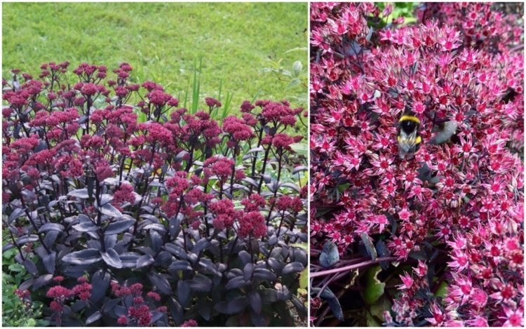 Höstbuske för bin och humlor - Stonecrop 'Purple Emperor'