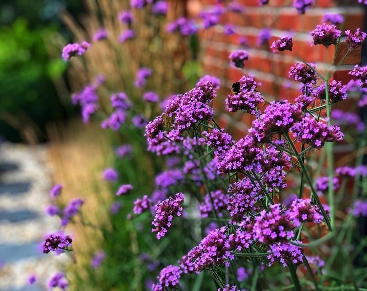 Verbena bonariensis är populär bland humlor och andra insekter på hösten