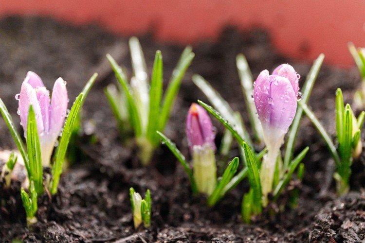 Plantera tidigt blommande krokusar i fönsterlådor för bin