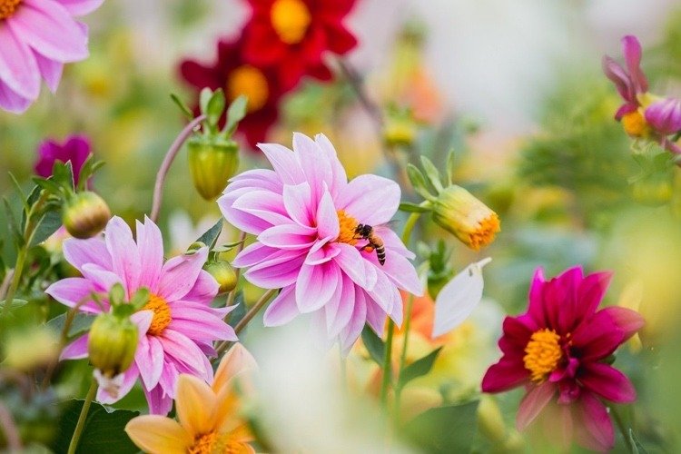 Plantera höstblommor för bin i trädgården