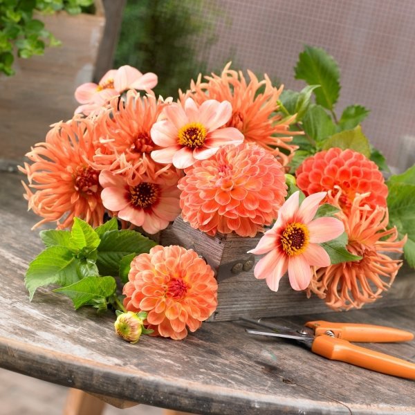 höstblommor i trädgården orange dahlior trälåda