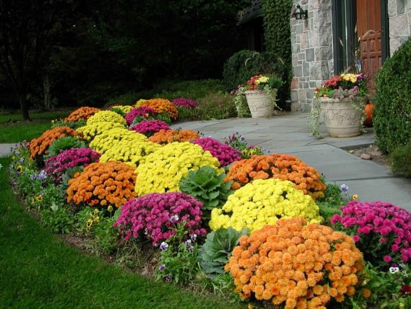 höstblommor trädgård krysantemum gul orange violett trottoar