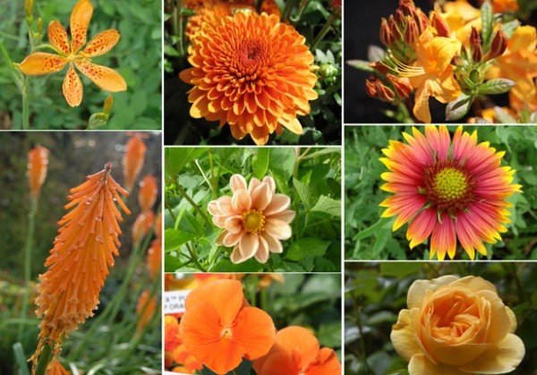 höstblommor i trädgården apelsinblommor rosor dahlior