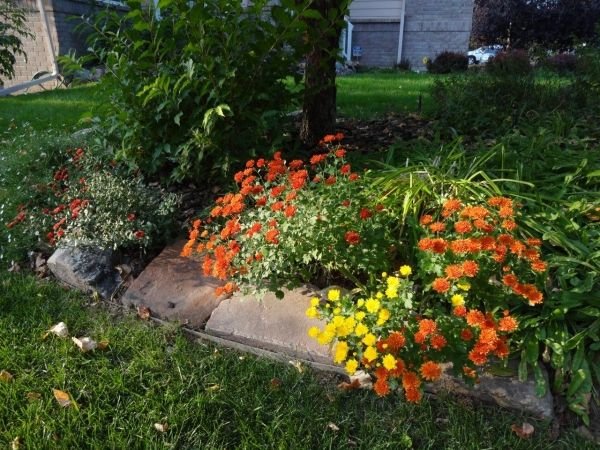 höstblommor trädgård buskar orange gula blommor