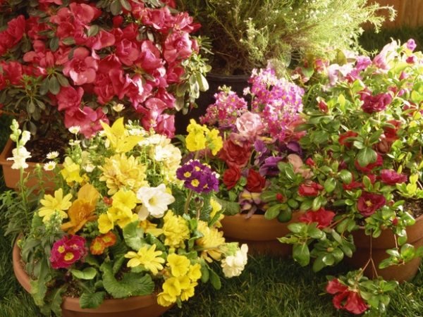 höstblommor blomkrukor trädgårdsterakottakrukor