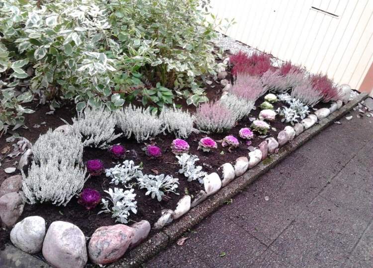 Höstens dekoration -utomhus-trädgård-ljung-silver-blad-kål-blomsterbädd