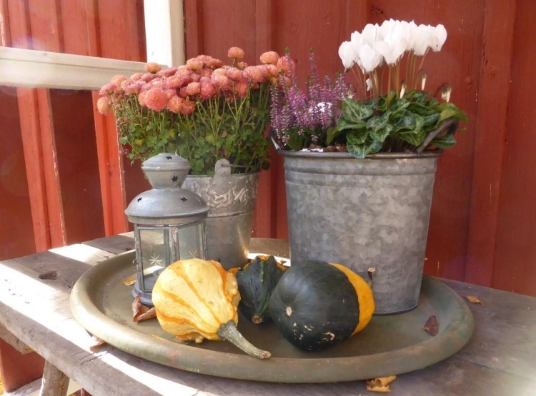 höst-dekoration-utanför-bord-höst-blommor-tenn-hink-krysantemum-cyklamen-ljung