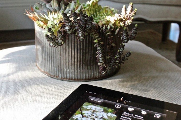 Användbara appar plant-cachepot-brick-info-help-indoor garden