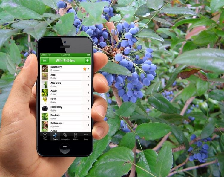Användbara appar för ätliga växter-bär-bestämma-smartphone
