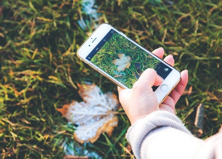 Användbara appar växt-skadedjur-identifiera-smartphone-hjälp