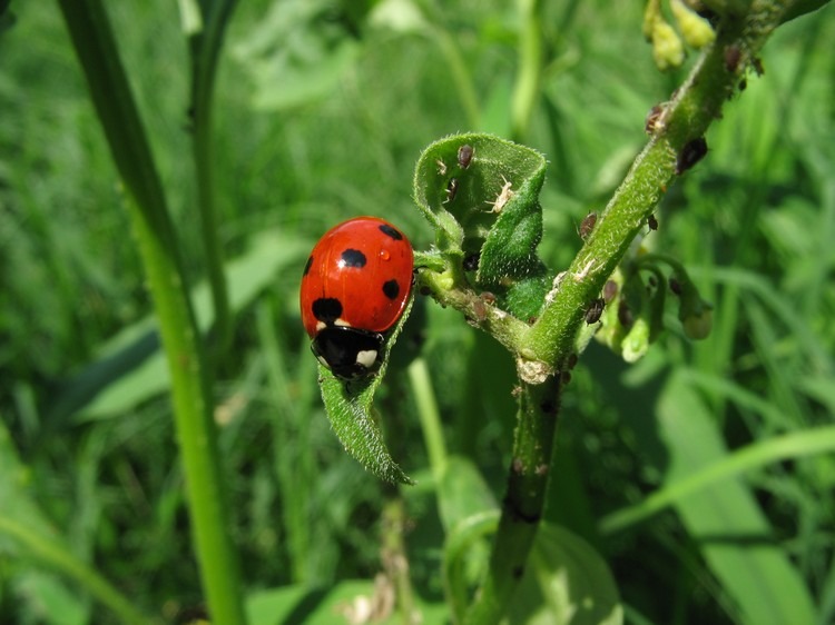 nyttiga-insekter-nyckelpigor-skydda-trädgård-skadedjur-förhindra