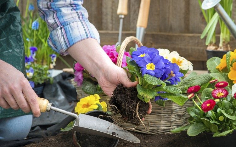 trädgårdsmästare-tips-plantering-blommor-blomkruka-murslev