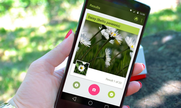 användbara-appar-växt-identifiering-tusensköna-info-bild-smartphone