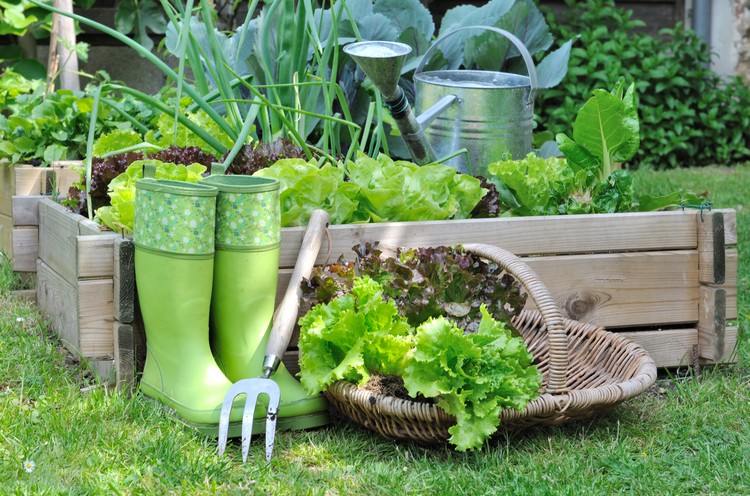 trädgård-underhåll-liten-upphöjd-säng-grönsaks-säng-trä-gummi-boot-sallad