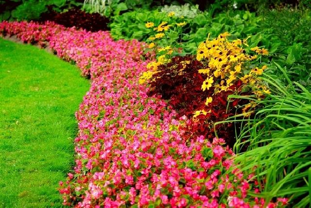tips för gräsmatta vård blommor färska färgglada gula