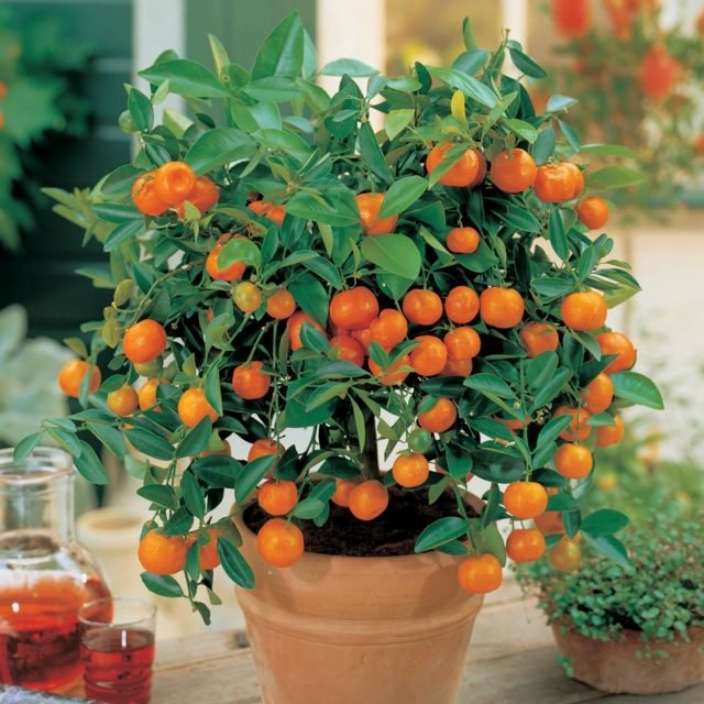 Inomhusväxter idéer vård tips ta hand om mandarin hemma