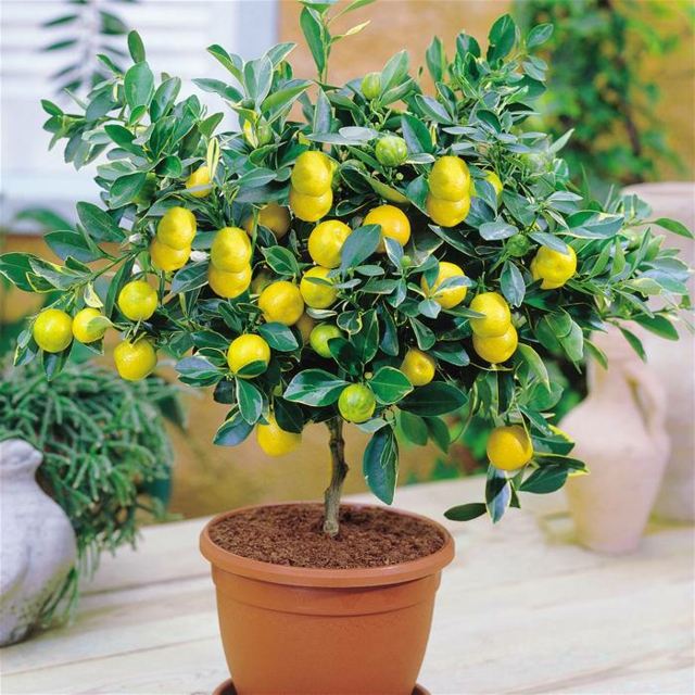 Behåll krukväxter för citronträd