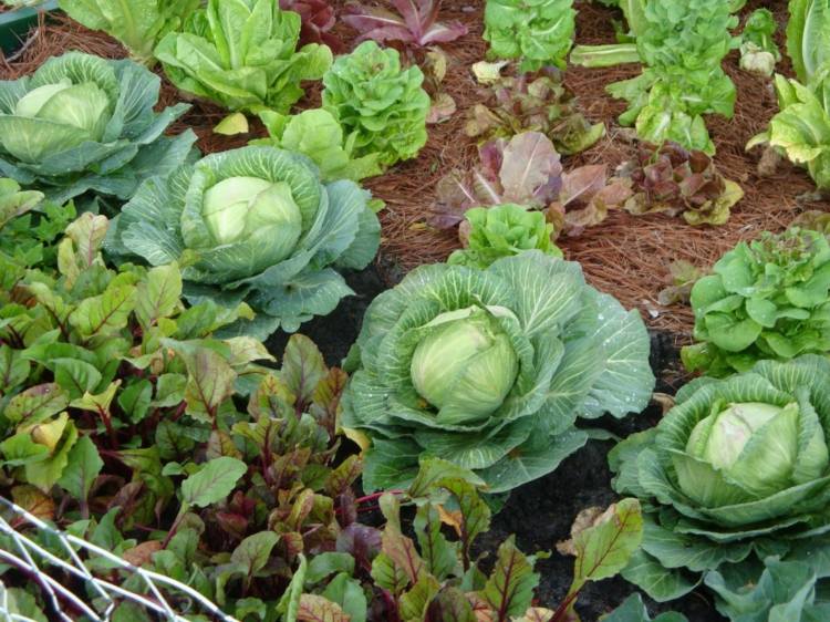 en-grönsaksbädd-skapa-kål-trädgård-växter-hälsosam-näring