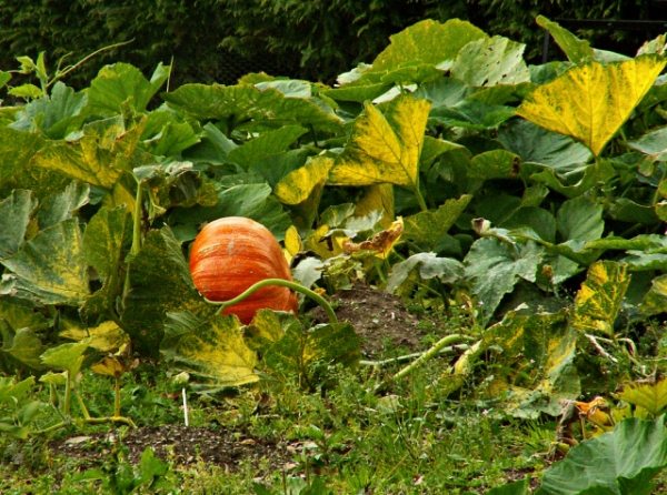 Höstens trädgård mogna pumpor-växtgrönsaker färska i trädgården-har