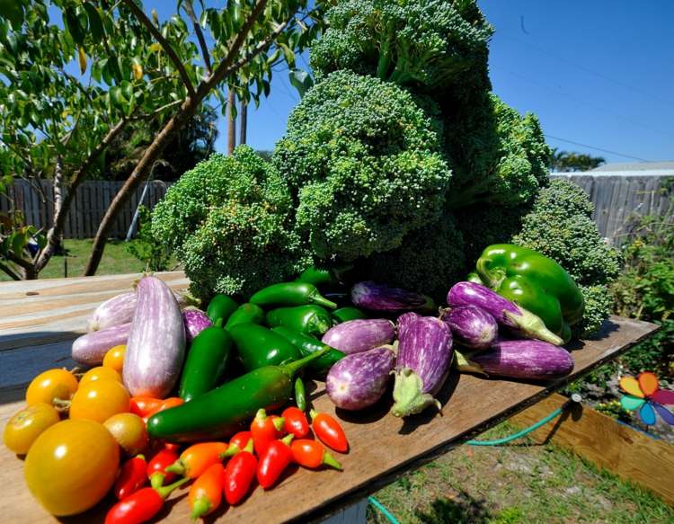 Skapa en grönsakslapp grönsaksskörd-aubergine-broccoli