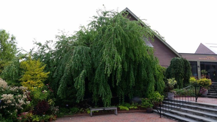 hängande-träd-trädgård-japanska-katsura-träd-utomhus-plantering