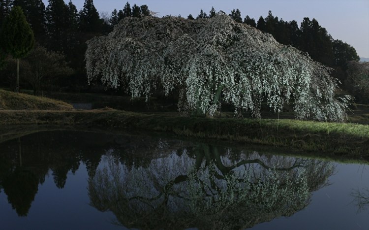 hängande träd-trädgård-sakura-träd-blommor-vit-damm-plantering