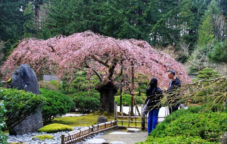 hängande träd-trädgård-rosa-blommor-körsbär-träd-japanska