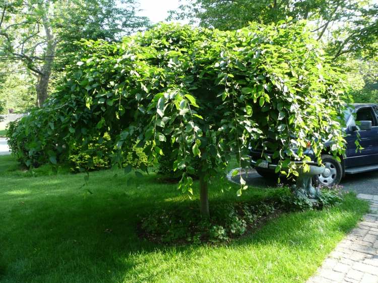hängande träd-trädgård-hornbeam-fram trädgård-attraktiv-entré-design