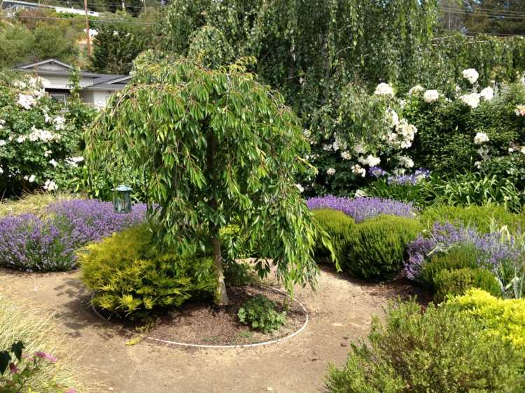 hängande träd-trädgård-körsbär-blickfångare-rund-säng-lavendel-dekoration