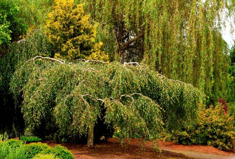 hängande träd i trädgården björk-liten-park-design-pil-vacker