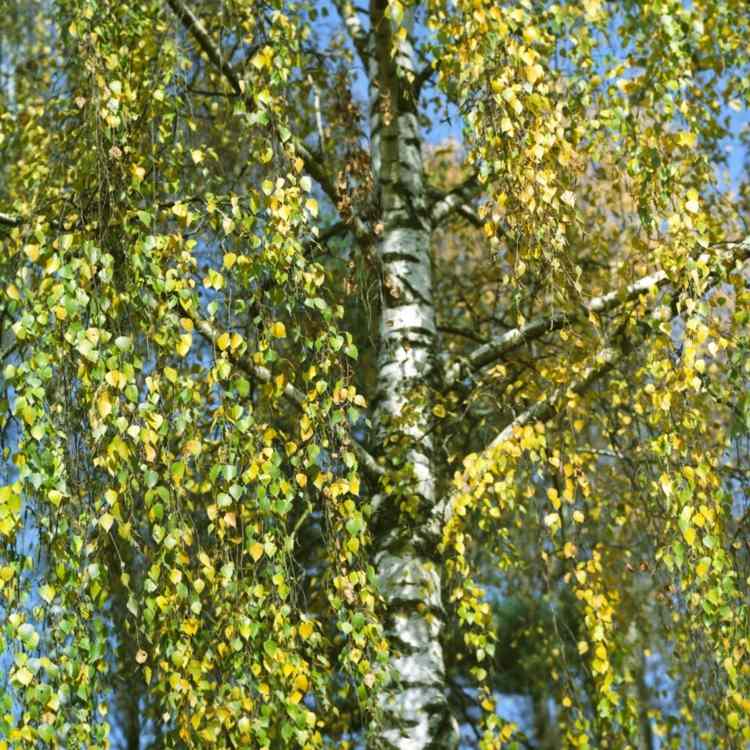 hängande träd-trädgård-björk-blad-vit-stam-bark-romantisk-utomhus-design