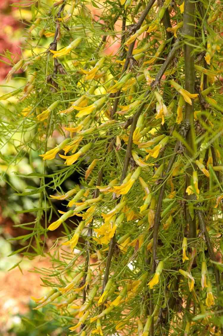 Hängande träd i trädgården ärtbuske-idé-gul-blomma-deco