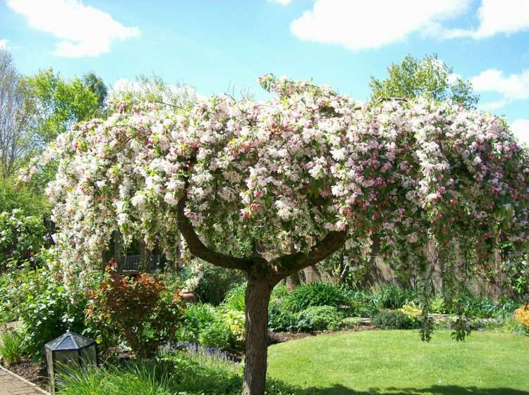 hängande träd i trädgården äppelträd-attraktiva-blommor-rosa-vit-romantisk