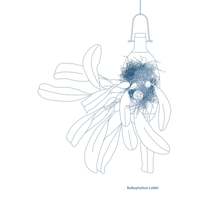 hängande-blomkrukor-epifyter-bulbophyllum-lobbii