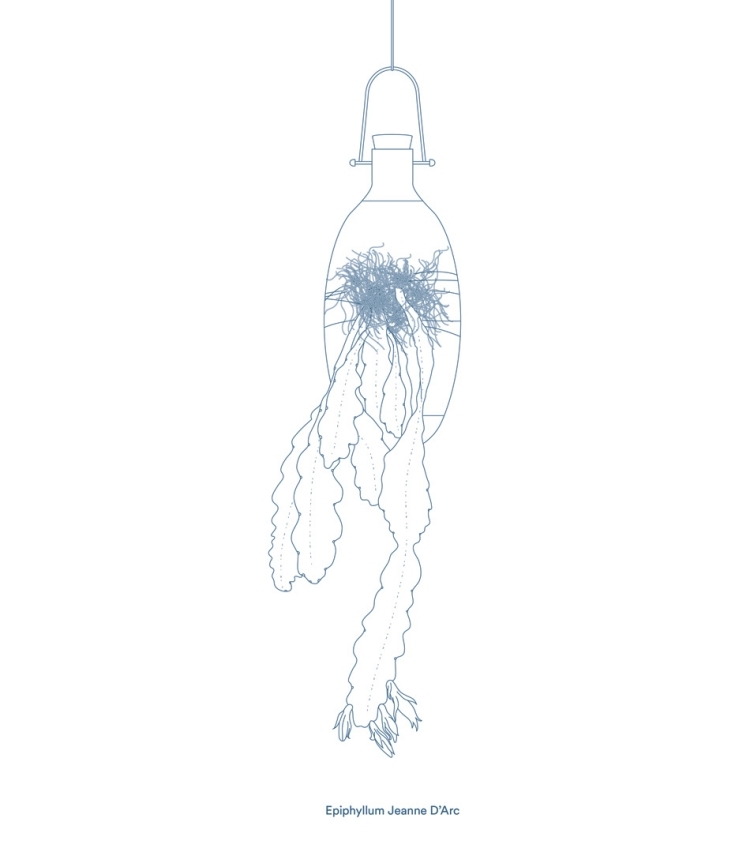 hängande-blomkrukor-epifyter-epiphyllum-jeanne-darc