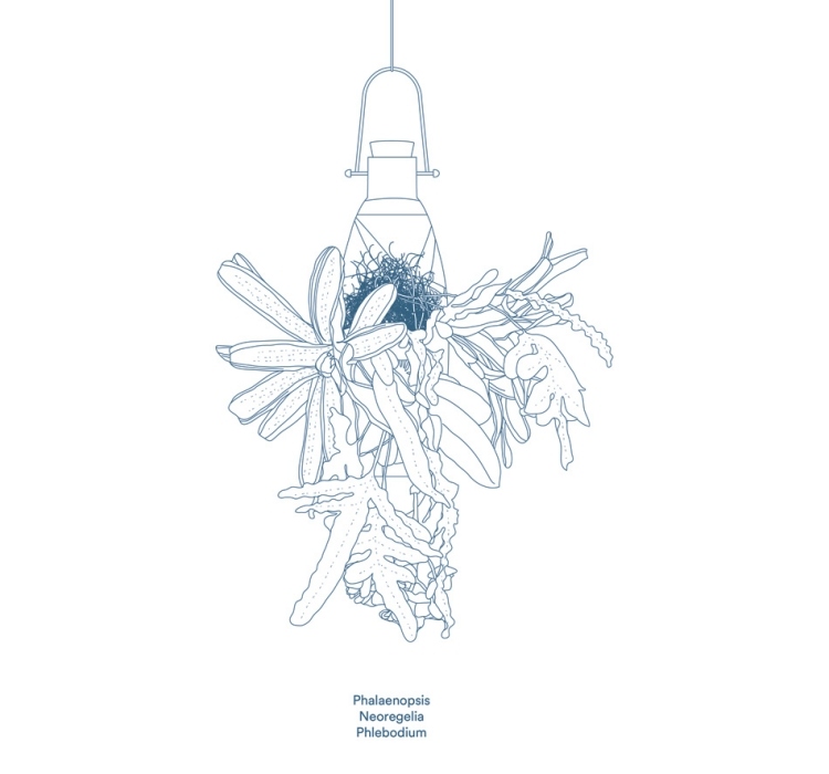 hängande-blomkrukor-epifyter-Phalaenopsis-neoregelia-pheleobodium