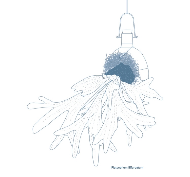 hängande-blomkrukor-epifyter-platycerium-bifurcatum