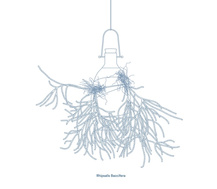 hängande-blomkrukor-epifyter-rhipsalis-baccifera