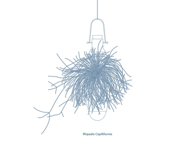 hängande-blomkrukor-epifyter-rhipsalis-capilliformis