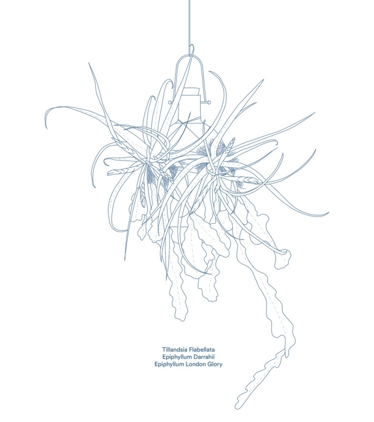 hängande-blomkrukor-epifyter-tillandsia-fiabellata-epiphyllum-Darrahii