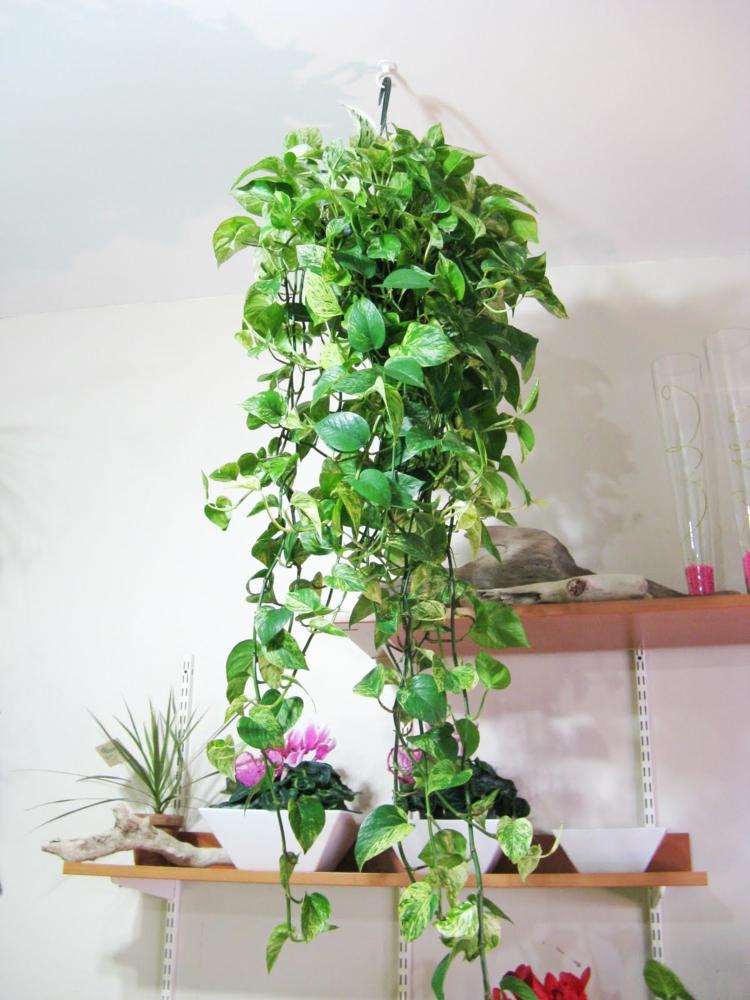 hängande-planterings-frodiga-växt-vägg-hylla-dekoration