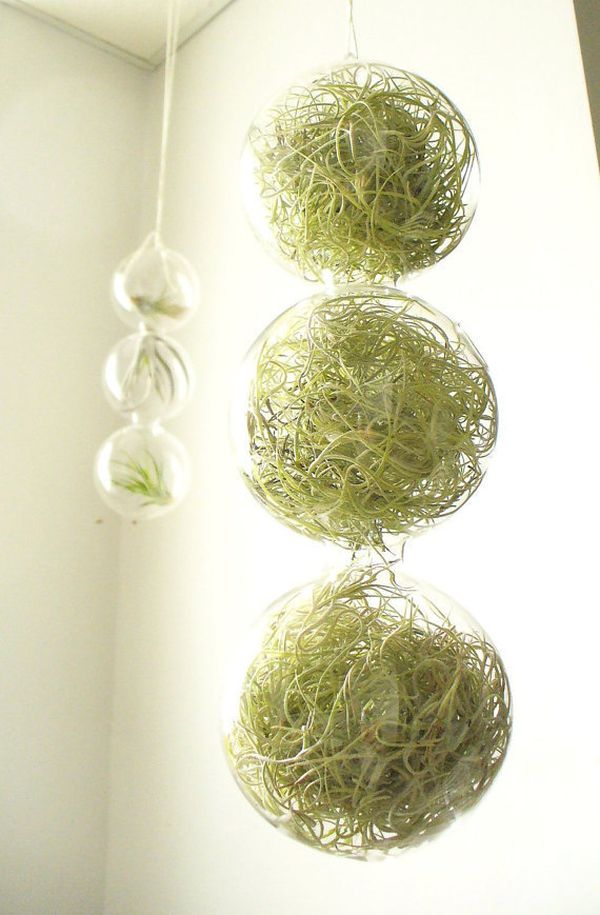 Grönare blomkruka design glasboll fylld med växter