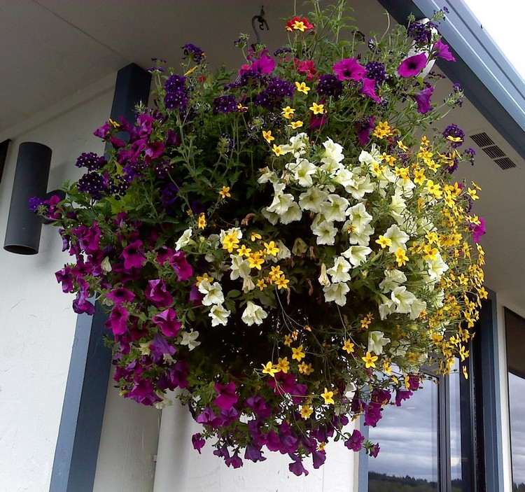 Hängande växter i hängande korgar balkong-petunia-lila-gul