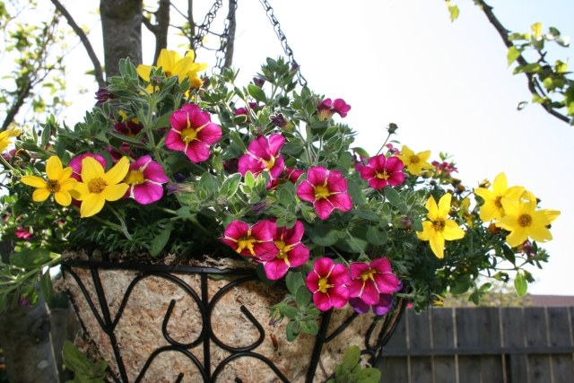 hängande växter hängande korgar balkong clematis petunia