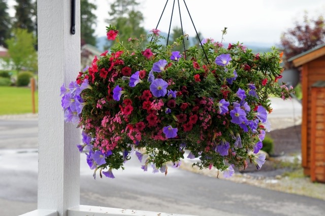 hängande växter hängande korgar balkong kombinerar typer av blommor