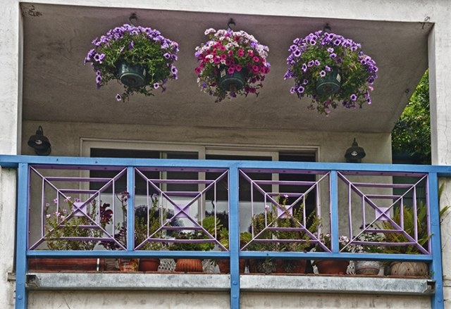 hängande växter hängande korgar balkong petunior blommar
