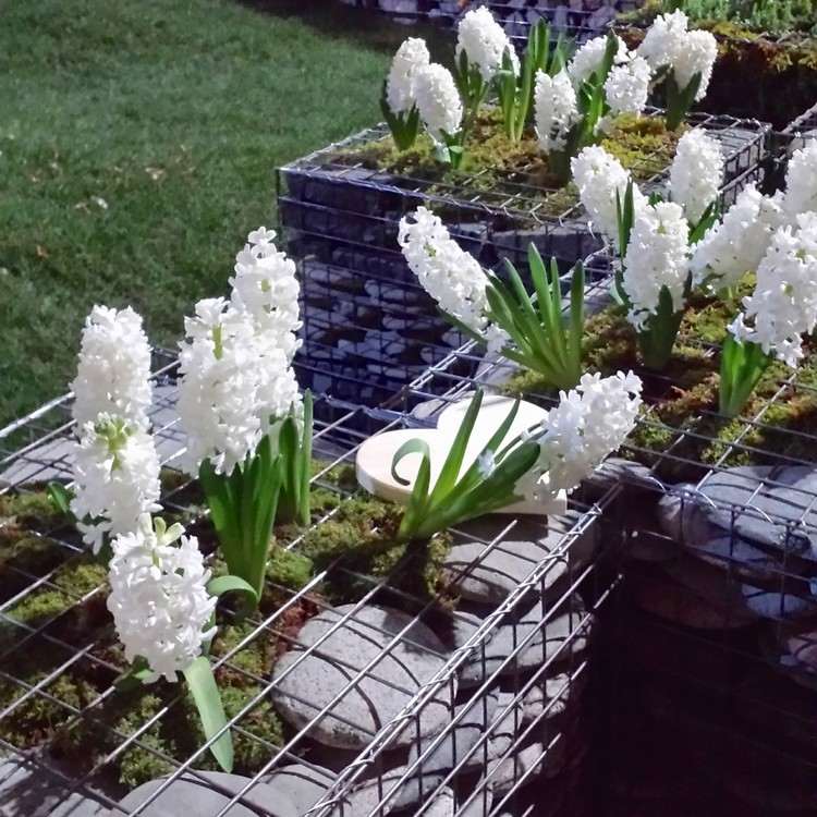 upphöjd-säng-gjord av sten-gabion-vit-hyacint-plantering-blommor