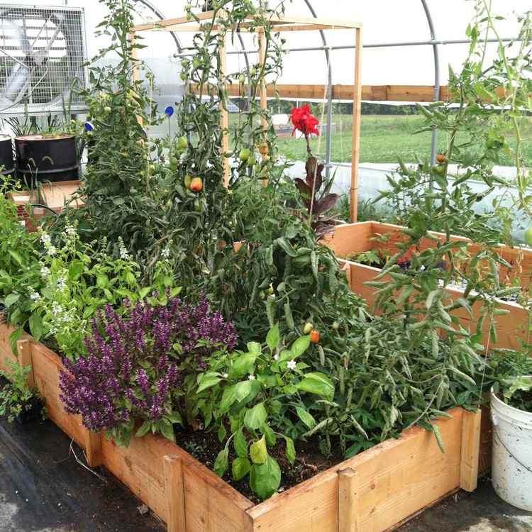Upphöjd säng-bygg-själv-upphöjd-säng-plantering-grönsaker