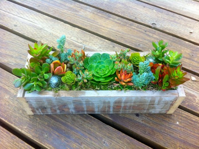 Succulenter planterar rustika bordsdekorationer